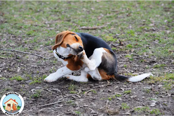 what do chiggers look like on dogs