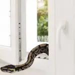 The Complete Guide On How To Find Snake In Your Home