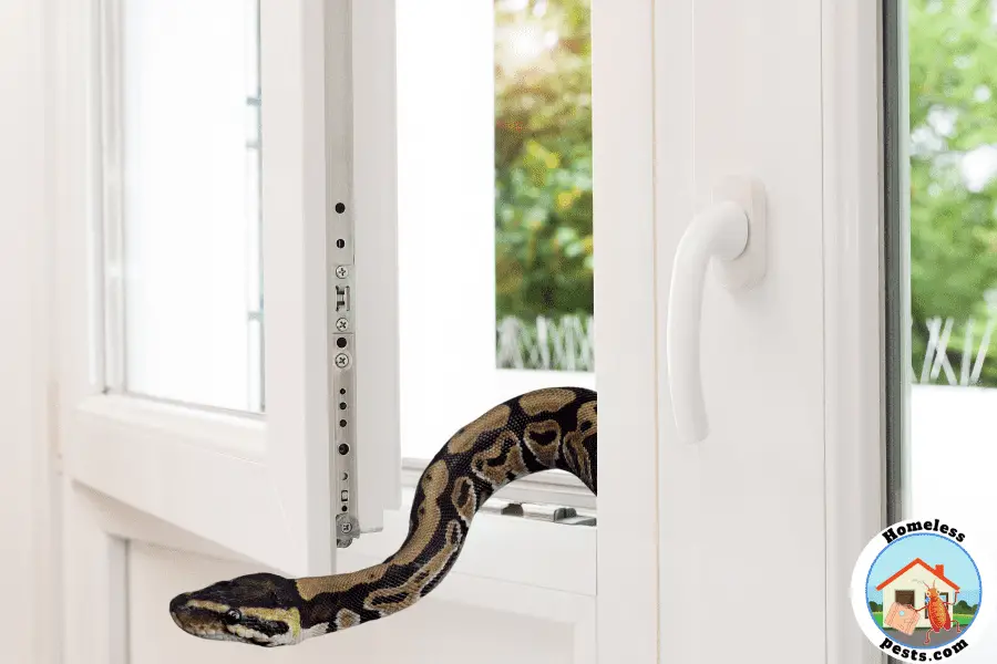 The Complete Guide On How To Find Snake In Your Home