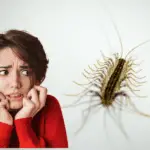 Just how dangerous are house centipedes