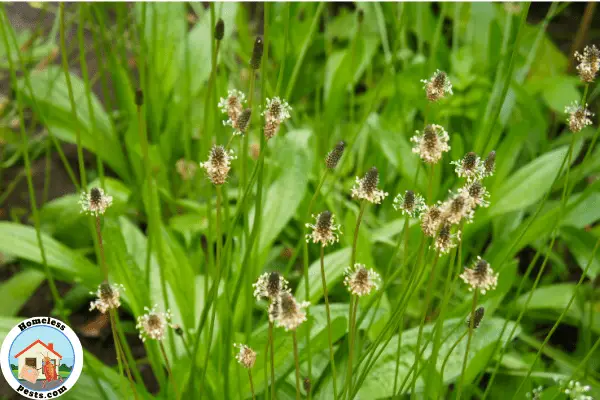 Use Plantain (Plantago sp.) to relieve chigger bites
