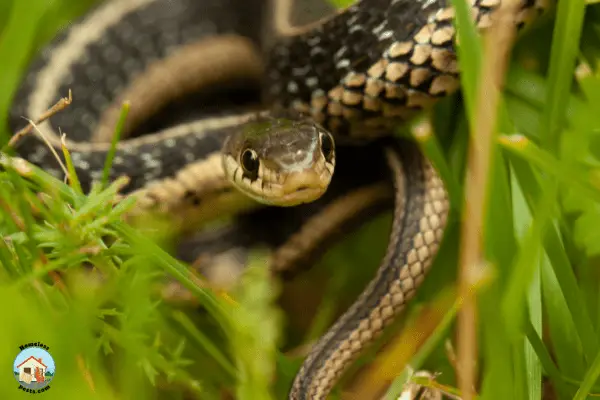 What to Do if You Have Snakes in Your Yard