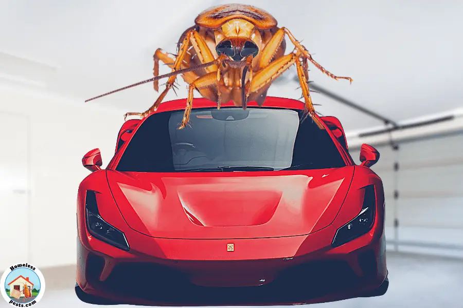 Getting Rid of Car Roaches