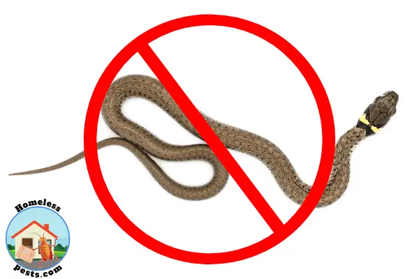How to prevent snakes from getting into your house