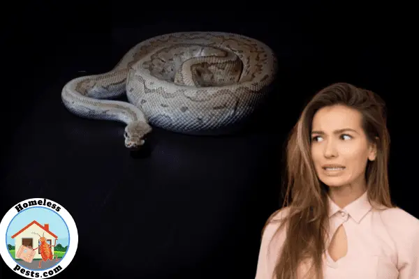 What to do if you have snakes in your house