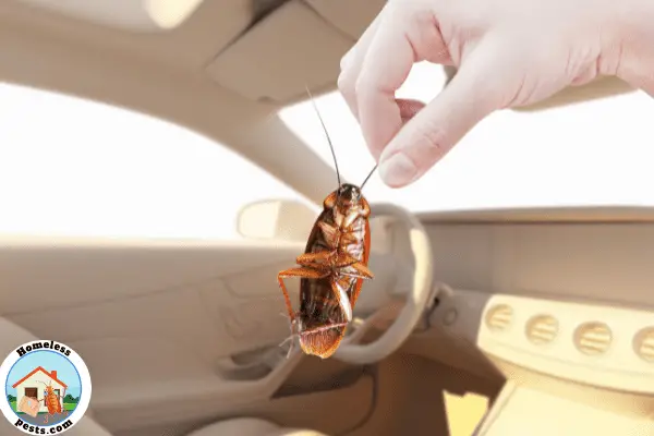 Why Do I Keep Finding Roaches in My Car