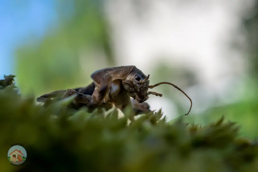 My Experience With Getting Rid Of Mole Crickets: A Friendly Guide For